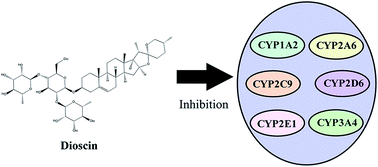 Graphical abstract: Inhibitory effects of dioscin on cytochrome P450 enzymes