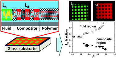 Graphical abstract: Micropatterned model membrane with quantitatively controlled separation of lipid phases