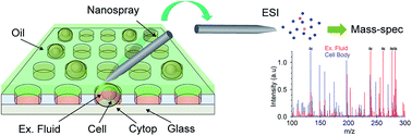Graphical abstract: Comprehensive chemical secretory measurement of single cells trapped in a micro-droplet array with mass spectrometry