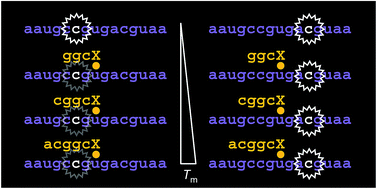 Graphical abstract: Fluorescence probing of metal-ion-mediated hybridization of oligonucleotides