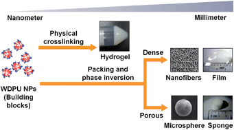 Graphical abstract: Water-based synthesis and processing of novel biodegradable elastomers for medical applications