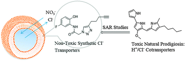 Graphical abstract: Synthetic anion transporters that bear a terminal ethynyl group