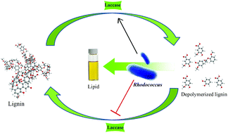 Graphical abstract: Synergistic enzymatic and microbial lignin conversion