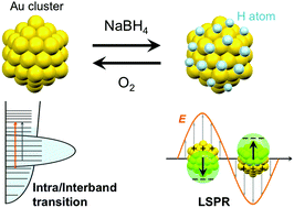 Graphical abstract: Repeated appearance and disappearance of localized surface plasmon resonance in 1.2 nm gold clusters induced by adsorption and desorption of hydrogen atoms