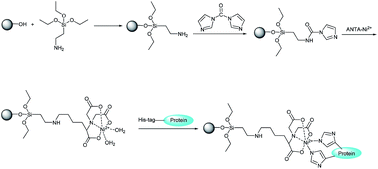 Graphical abstract: Reversible and oriented immobilization of histidine-tagged protein on silica gel characterized by frontal analysis