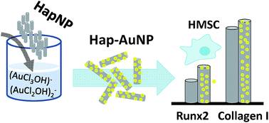 Graphical abstract: Gold-dotted hydroxyapatite nanoparticles as multifunctional platforms for medical applications