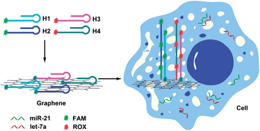 Graphical abstract: Two-color imaging of microRNA with enzyme-free signal amplification via hybridization chain reactions in living cells