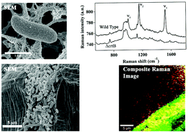 Graphical abstract: Raman chemical imaging of the rhizosphere bacterium Pantoea sp. YR343 and its co-culture with Arabidopsis thaliana