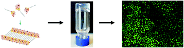 Graphical abstract: Orthogonal strategy for the synthesis of dual-functionalised β3-peptide based hydrogels