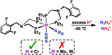 Graphical abstract: Putting chromium on the map for N2 reduction: production of hydrazine and ammonia. A study of cis-M(N2)2 (M = Cr, Mo, W) bis(diphosphine) complexes