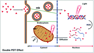 Graphical abstract: Localization matters: a nuclear targeting two-photon absorption iridium complex in photodynamic therapy