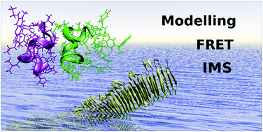 Graphical abstract: The structure of chromophore-grafted amyloid-β12–28 dimers in the gas-phase: FRET-experiment guided modelling