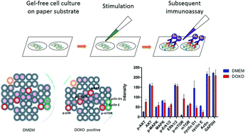 Graphical abstract: Paper-based microreactor array for rapid screening of cell signaling cascades