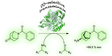 Graphical abstract: Protein-engineering of an amine transaminase for the stereoselective synthesis of a pharmaceutically relevant bicyclic amine