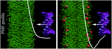Graphical abstract: Molecular-level insight into the interactions of DNA with phospholipid bilayers: barriers and triggers