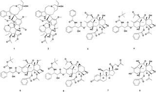 Graphical abstract: Advances in exploring alternative Taxol sources