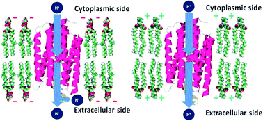 Graphical abstract: Lipids influence the proton pump activity of photosynthetic protein embedded in nanodiscs