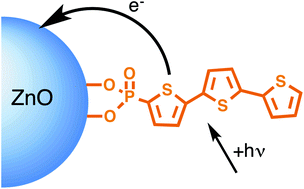Graphical abstract: Effects of a phosphonate anchoring group on the excited state electron transfer rates from a terthiophene chromophore to a ZnO nanocrystal