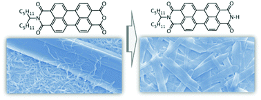 Graphical abstract: Role of intrinsic hydrogen bonds in the assembly of perylene imide derivatives in solution and at the liquid–solid interface