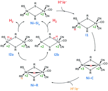 Graphical abstract: Hydrogen bonding effect between active site and protein environment on catalysis performance in H2-producing [NiFe] hydrogenases