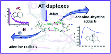 Graphical abstract: Adenine radicals generated in alternating AT duplexes by direct absorption of low-energy UV radiation