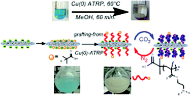 Graphical abstract: Synthesis of CO2-responsive cellulose nanocrystals by surface-initiated Cu(0)-mediated polymerisation