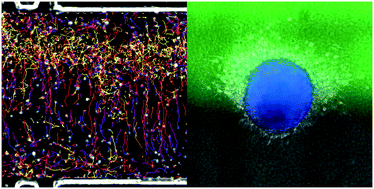 Graphical abstract: A tuneable microfluidic system for long duration chemotaxis experiments in a 3D collagen matrix