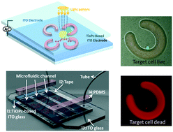 Graphical abstract: Cancer immunotherapy μ-environment LabChip: taking advantage of optoelectronic tweezers