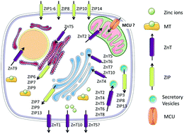 Graphical abstract: Sensors for measuring subcellular zinc pools