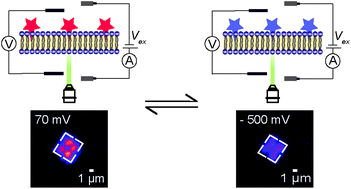 Graphical abstract: Characterization of di-4-ANEPPS with nano-black lipid membranes