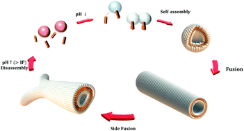 Graphical abstract: Hierarchical self-assembly of zwitterionic dendrimer–anionic surfactant complexes into multiple stimuli-responsive dynamic nanotubes
