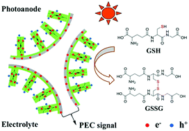 Graphical abstract: 3D graphene foam/ZnO nanorods array mixed-dimensional heterostructure for photoelectrochemical biosensing