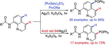 Graphical abstract: Merging photoredox catalysis with transition metal catalysis: site-selective C4 or C5-H phosphonation of 8-aminoquinoline amides