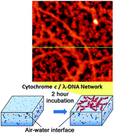 Graphical abstract: Adsorption characteristics of Cytochrome c/DNA complex Langmuir molecular assemblies at the air–water interface: a surface area-normalized isotherm study