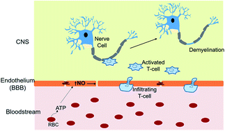 Graphical abstract: Steroid inhibition of erythrocyte-derived ATP reduces endothelial cell production of nitric oxide in a 3D-printed fluidic model