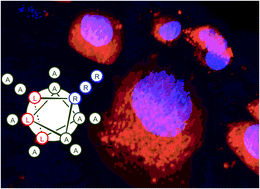 Graphical abstract: Oligoalanine helical callipers for cell penetration