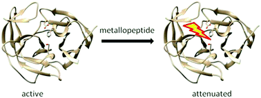 Graphical abstract: Broad-spectrum catalytic metallopeptide inactivators of Zika and West Nile virus NS2B/NS3 proteases