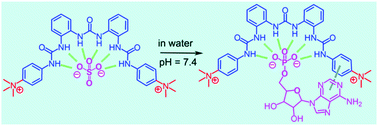 Graphical abstract: Selective binding of (thio)sulfate and phosphate in water by quaternary ammonium functionalized oligo-ureas