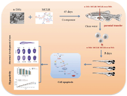 Graphical abstract: Parental transfer of titanium dioxide nanoparticle aggravated MCLR-induced developmental toxicity in zebrafish offspring