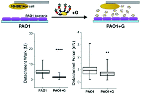 Graphical abstract: The anti-adhesive effect of glycoclusters on Pseudomonas aeruginosa bacteria adhesion to epithelial cells studied by AFM single cell force spectroscopy