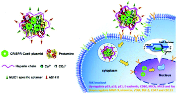Graphical abstract: Reversal of tumor malignization and modulation of cell behaviors through genome editing mediated by a multi-functional nanovector