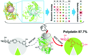 Graphical abstract: Switching glycosyltransferase UGTBL1 regioselectivity toward polydatin synthesis using a semi-rational design