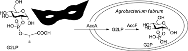Graphical abstract: Synthesis of a non-natural glucose-2-phosphate ester able to dupe the acc system of Agrobacterium fabrum