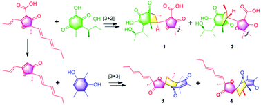 Graphical abstract: Asperones A–E, five dimeric polyketides with new carbon skeletons from the fungus Aspergillus sp. AWG 1–15