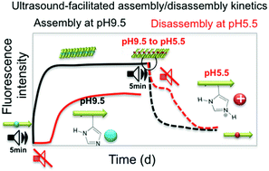 Graphical abstract: Ultrasound-facilitated assembly and disassembly of a pH-sensitive self-assembly peptide