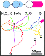 Graphical abstract: Bulk synthesis of silver-head colloidal rodlike micromotors