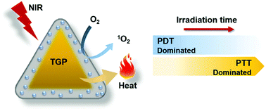 Graphical abstract: Timely coordinated phototherapy mediated by mesoporous organosilica coated triangular gold nanoprisms
