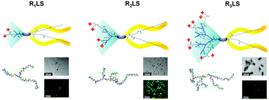 Graphical abstract: Structure optimization of dendritic lipopeptide based gene vectors with the assistance from molecular dynamic simulation