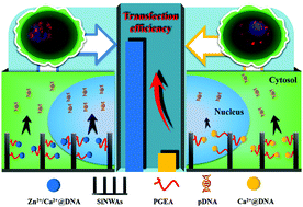 Graphical abstract: Small addition of Zn2+ in Ca2+@DNA results in elevated gene transfection by aminated PGMA-modified silicon nanowire arrays