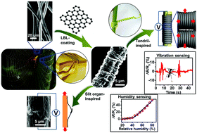 Graphical abstract: Biomimetic engineering of spider silk fibres with graphene for electric devices with humidity and motion sensitivity